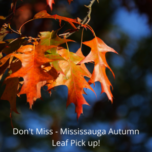 Leaf Pick up Time Mississauga